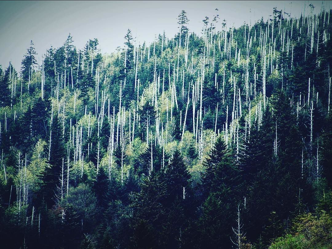 2315d-24845896_128853294562606_6028433989499355136_n