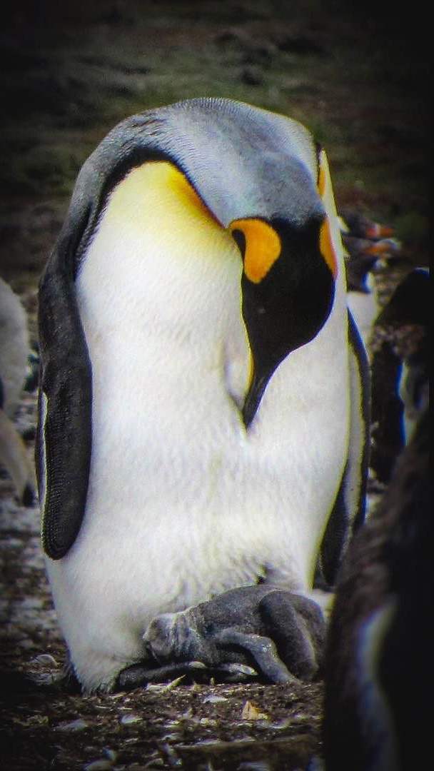 50cff-26282735_912426548922812_3105392549079023616_n