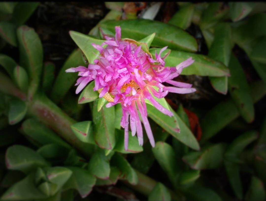 6c645-24328047_298974933938105_8719995972773478400_n